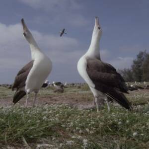 Chris Jordan Albatross