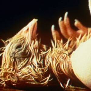 Δεν ξέρω τι είναι αυτό με το οποίο μοιάζω