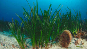 Προστασία, διατήρηση και αποκατάσταση των θαλάσσιων λιβαδιών