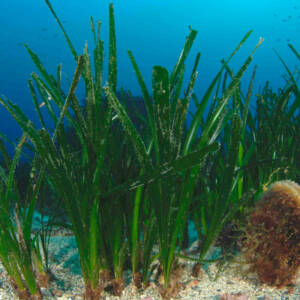 Προστασία, διατήρηση και αποκατάσταση των θαλάσσιων λιβαδιών