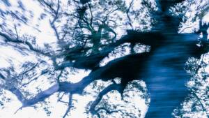 Τάσος Βρεττός: Η έκθεση "?Trees Dance!" στη Nitra Gallery