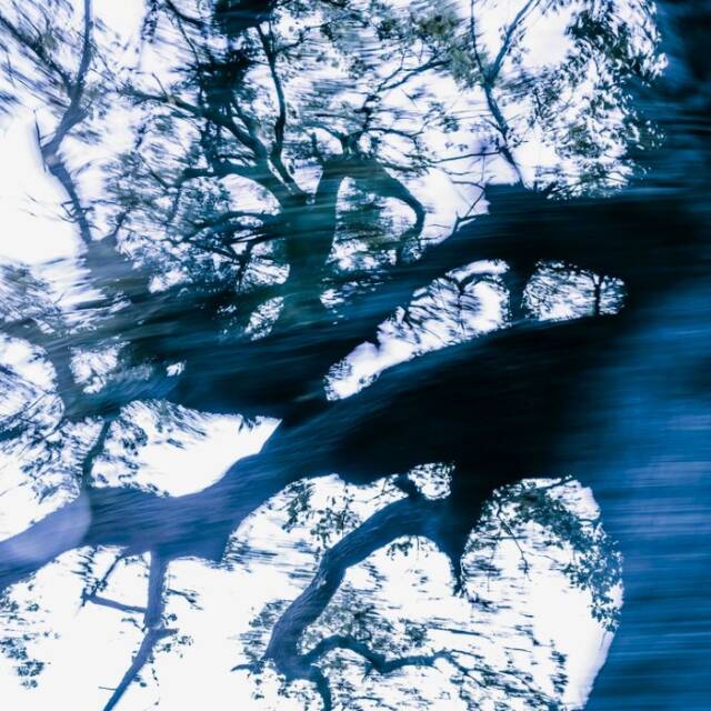 Τάσος Βρεττός: Η έκθεση "?Trees Dance!" στη Nitra Gallery